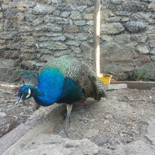 20160807_193151-1 - Pavo cristatus - paun asiatic