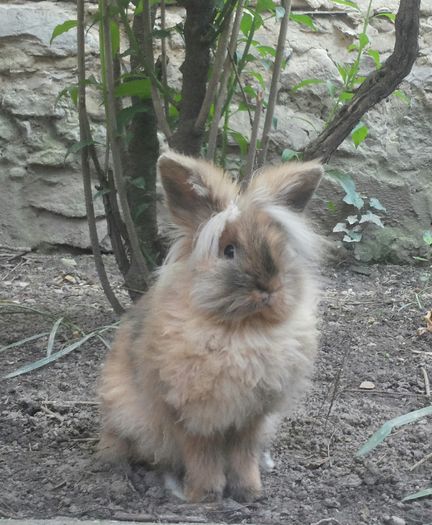 20160521_191623-1 - iepure pitic cap de leu