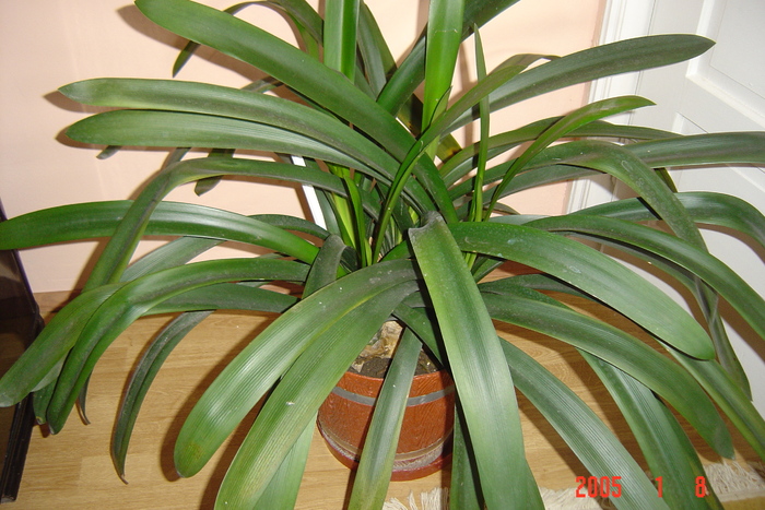 clivia