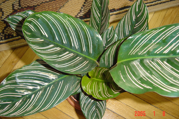 calathea - florile mele in 2009
