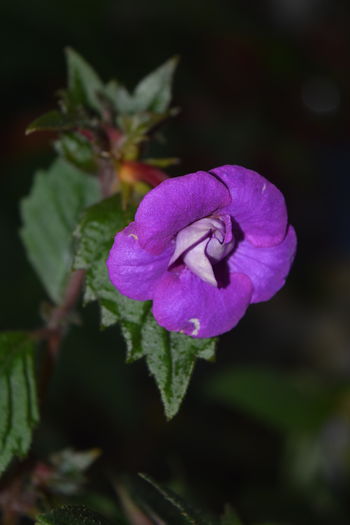 DSC_0249 - Achimenes 2016