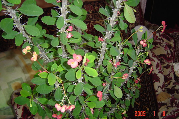 euphorbia milli