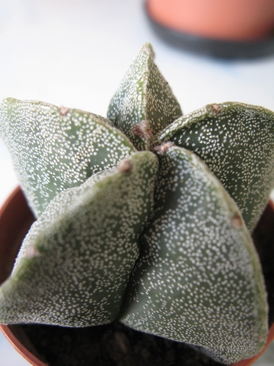 Astrophytum myriostigma hybrid