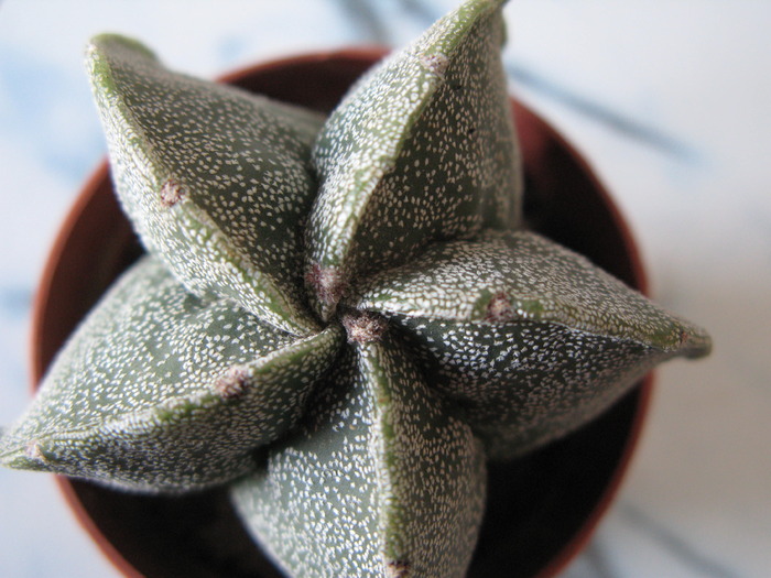 Astrophytum myriostigma hybrid