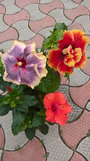 WP_20160808_11_37_31_Pro