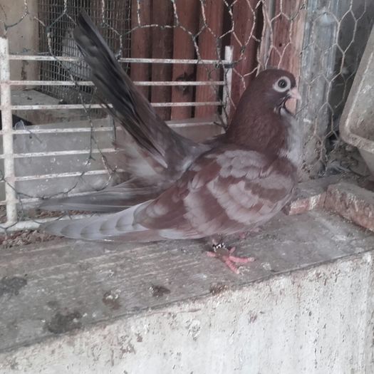 in proces de naparlire