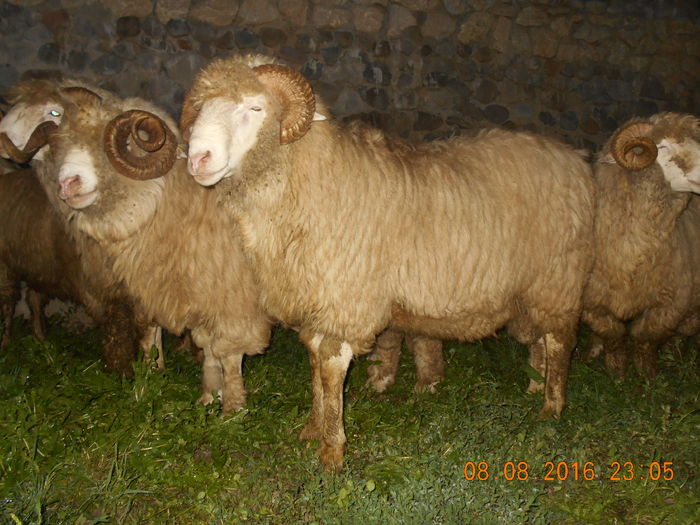 Picture 199