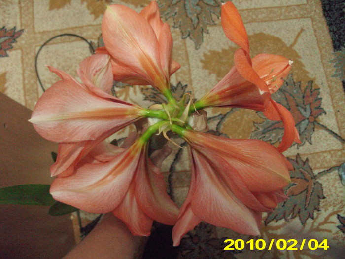 Picture 002 - flori