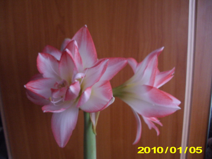 Flori 03.01.2010 004 - flori