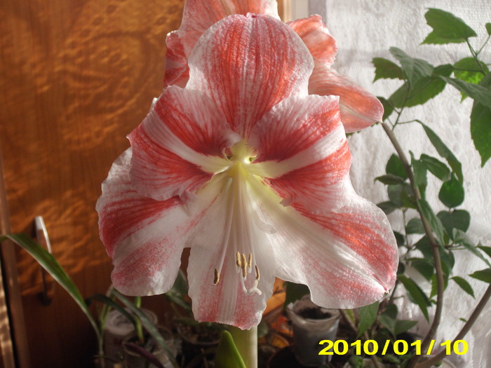 Flori 03.01.2010 021 - flori