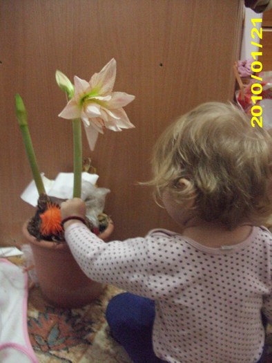 Picture 012 - flori