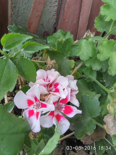 IMG_20160803_183422_HDR