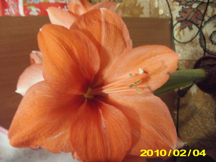 Picture 005 - flori