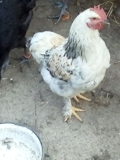 IMG_20160630_193355 - gaini de prin curte