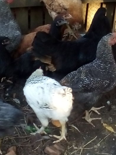 IMG_20160630_193421 - gaini de prin curte