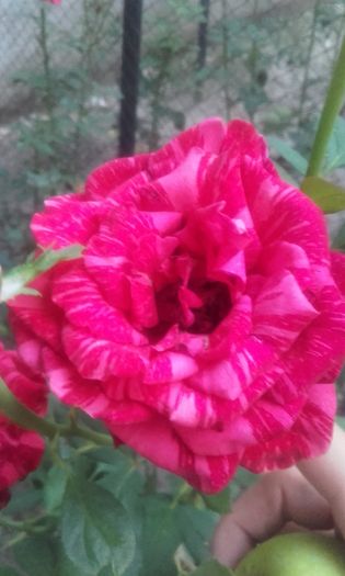 20160808_203104 - trandafiri 2016