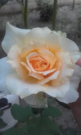 20160808_202819 - trandafiri 2016