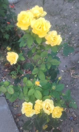 20160808_202837 - trandafiri 2016