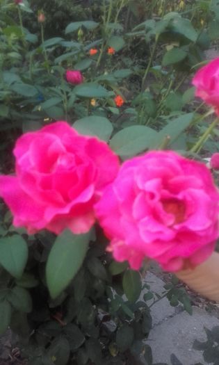 20160808_202923 - trandafiri 2016