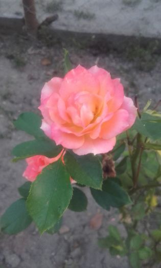 20160808_202935 - trandafiri 2016