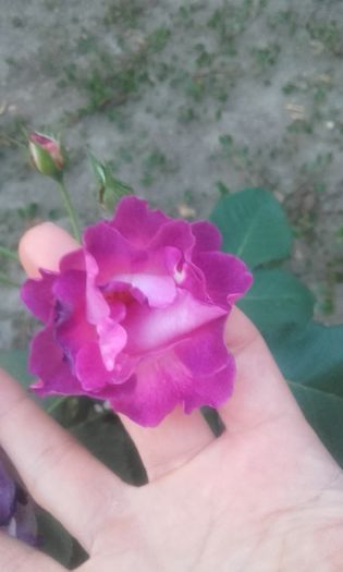 20160808_203014 - trandafiri 2016