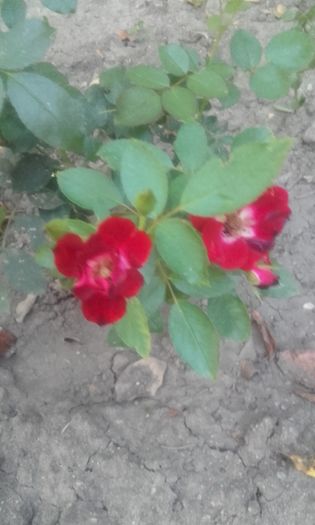 20160808_203026 - trandafiri 2016