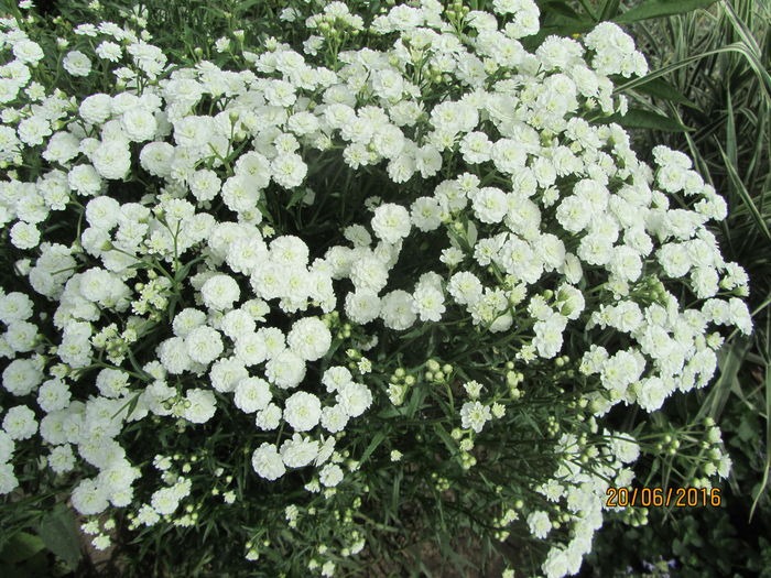 IMG_0217 - Flori de gradina-2016-Vara