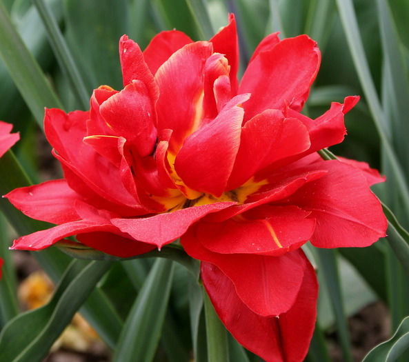 Charlton - lalele macro