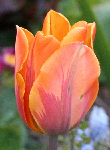 Princes Irina - lalele macro