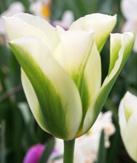 Spring Green - lalele macro