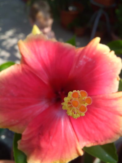 IMG_20160806_111643 - Hibi 2016