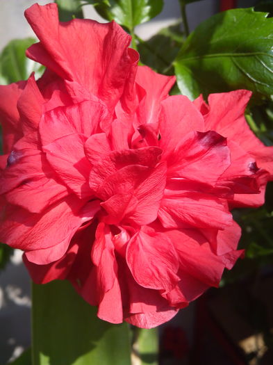 IMG_20160806_111839 - Hibi 2016