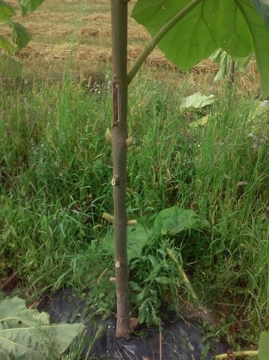 20160808_160840 - Paulownia 2016