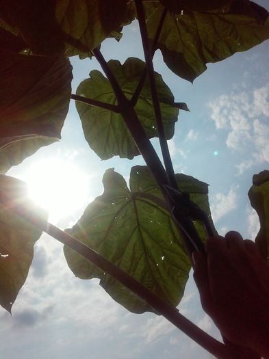 20160808_160719 - Paulownia 2016