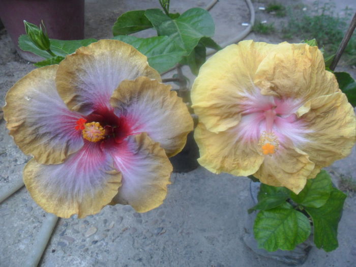 048 - hibiscusi 2016 -4