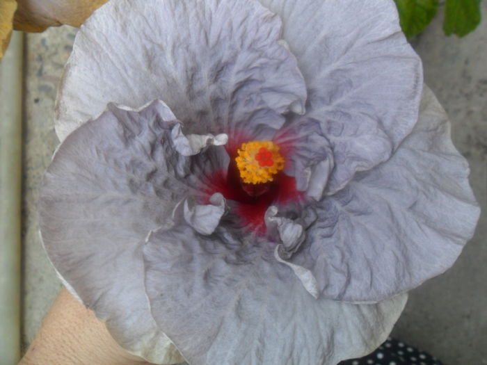 055 - hibiscusi 2016 -4