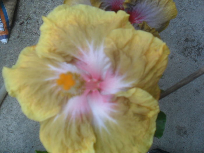 060 - hibiscusi 2016 -4