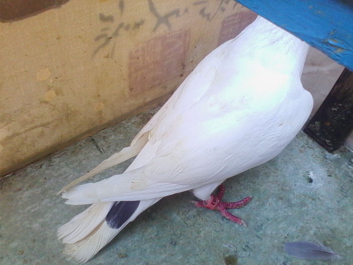 IMG_20160812_162543 - F DE VHNZARE 2016