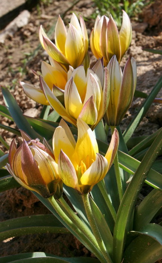 Tulipa tarda