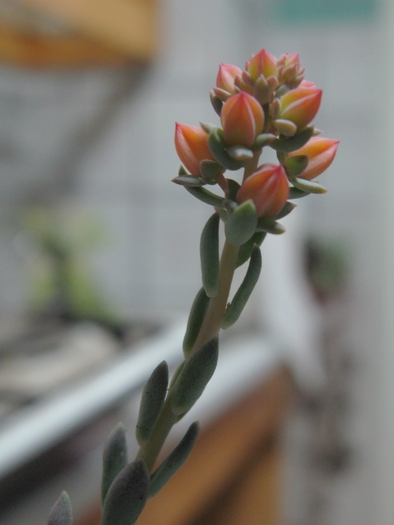 IMG_7246 Echeveria glauca pumila - SUCULENTE - diverse