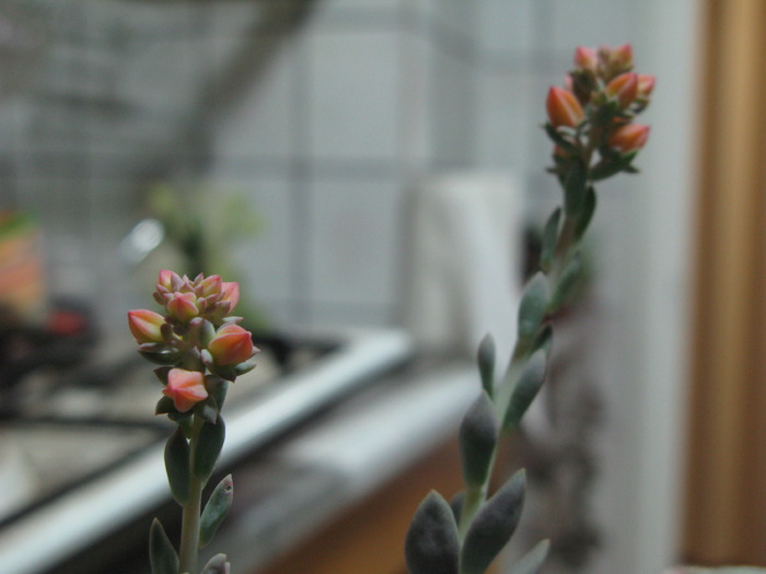 IMG_7247Echeveria glauca pumila - SUCULENTE - diverse