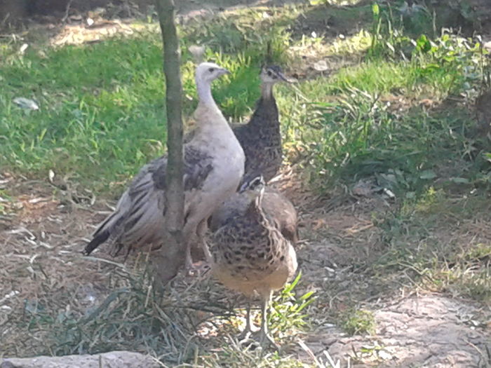 20160809_180924 - A - Noi membrii ai familiei 2016