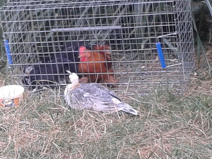 14707574612032106807580