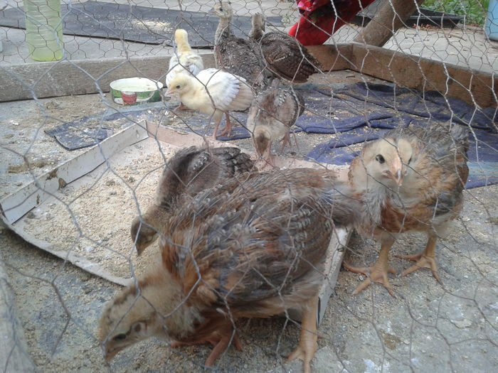 14707576135751299573624