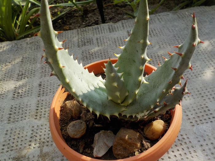 aloe aculeata - Genul Aloe