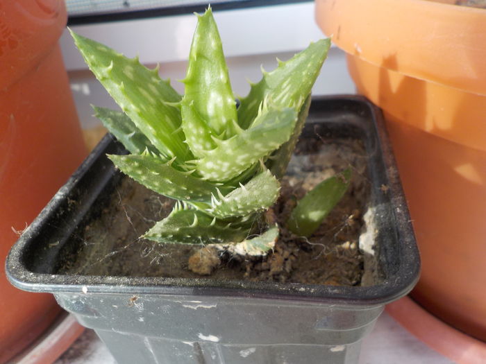 aloe hawortii - CACTUSI si SUCULENTE