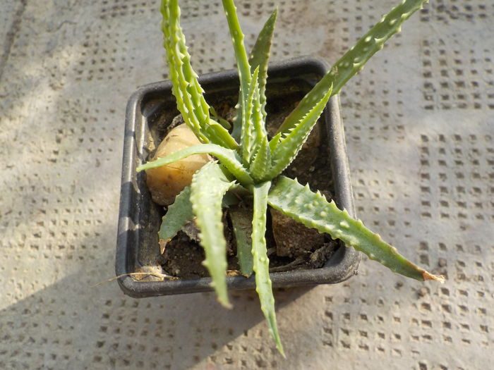 aloe humilis - CACTUSI si SUCULENTE