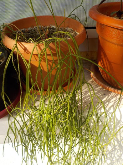 DSCN1289[1] - CACTUSI si SUCULENTE