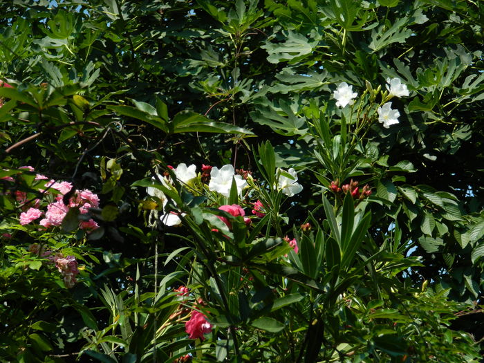 DSCN4875 - 2016 AUGUST_2