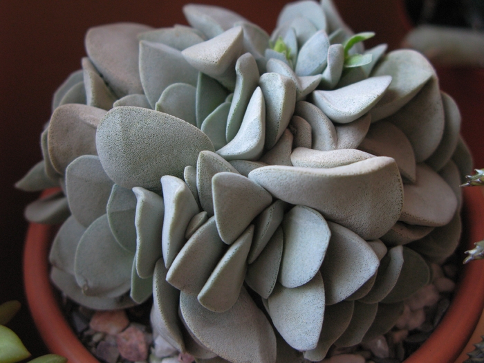 Crassula morgan